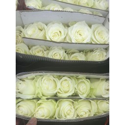 白玫瑰（骄傲）玫瑰