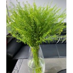绿灵草