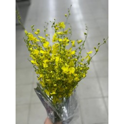 柠檬黄跳舞兰