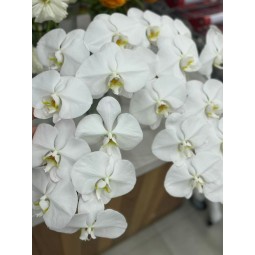 白色蝴蝶兰