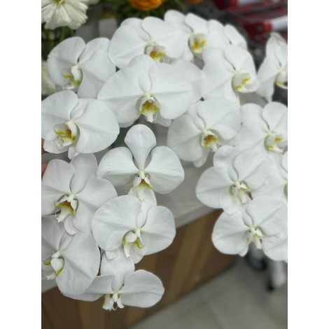 白色蝴蝶兰