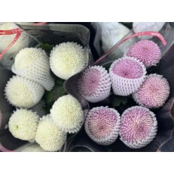 乒乓菊