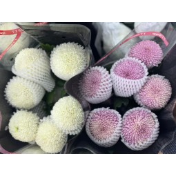 乒乓菊