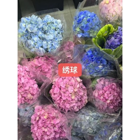 绣球花