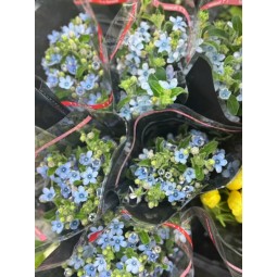 蓝星花