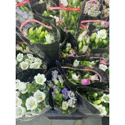 风铃花