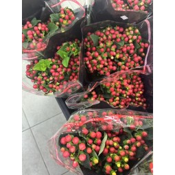 招财红豆