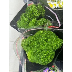 绿毛球