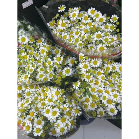 洋甘菊