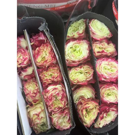 苹果杰克