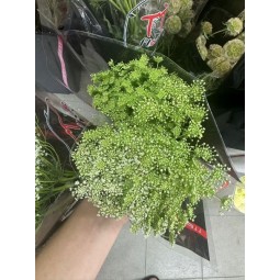 小蕾丝花