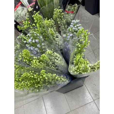 大飞燕