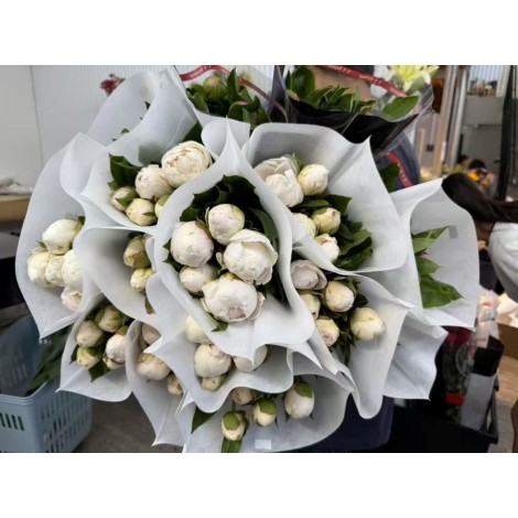 杨妃出浴芍药（白色）