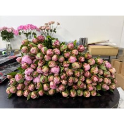莎拉粉色芍药